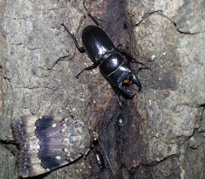 ヒラタクワガタ1♂_No．5のクヌギ_クワガタ達のオアシス _2023年6月20日20時40分気温21.1度